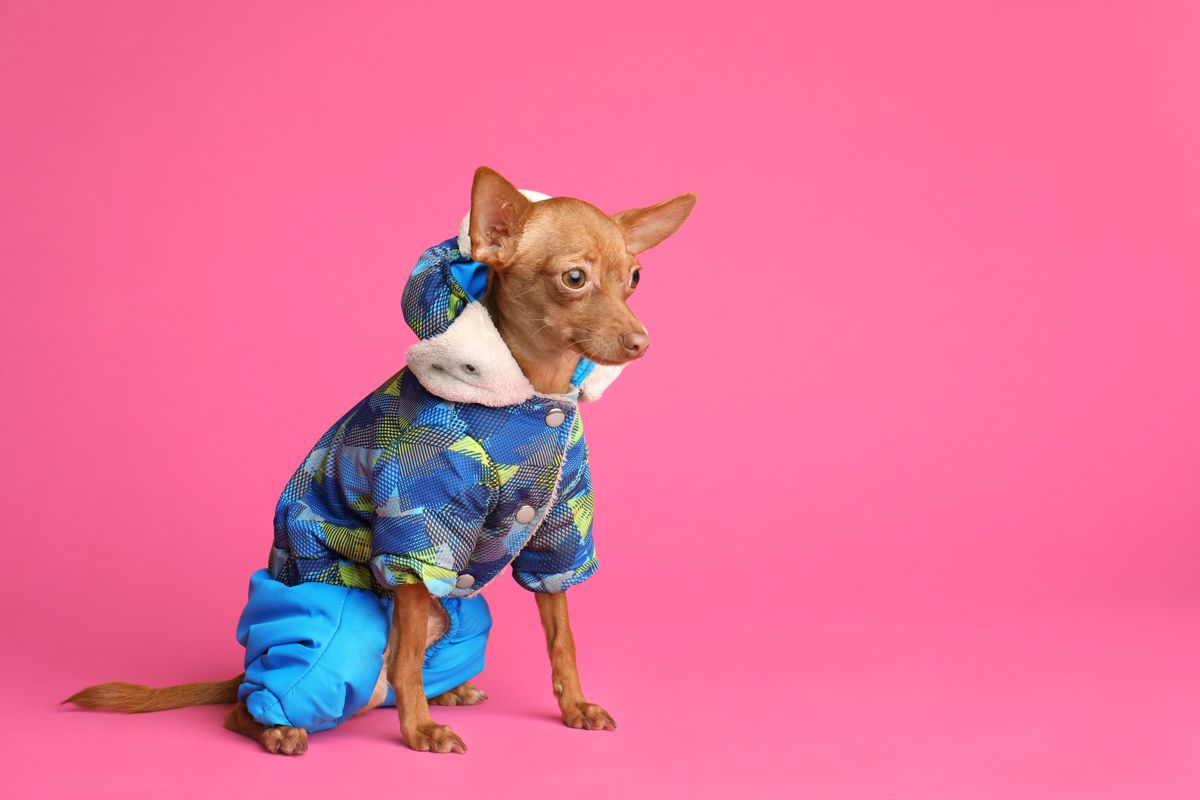 Small dog in a blue winter outfit on a pink background