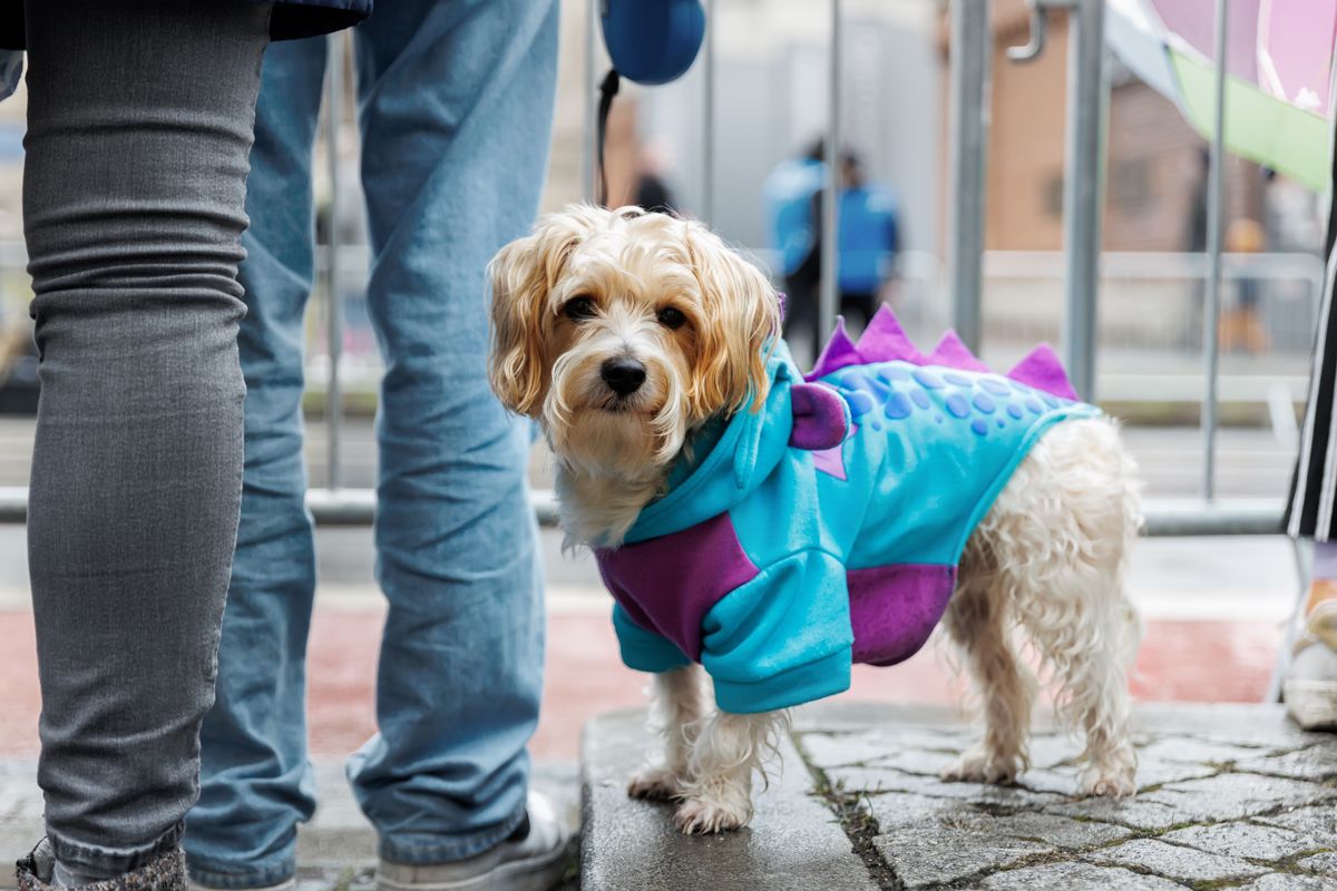 Small fluffy dog in a blue dress