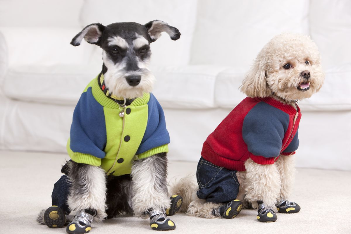 Close-up of two dressed pet dogs